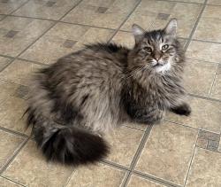 Lost Male Cat last seen Waggs-N-Whiskers, Madison Av , Baxterly and Lincoln av., Lakewood, OH 44107