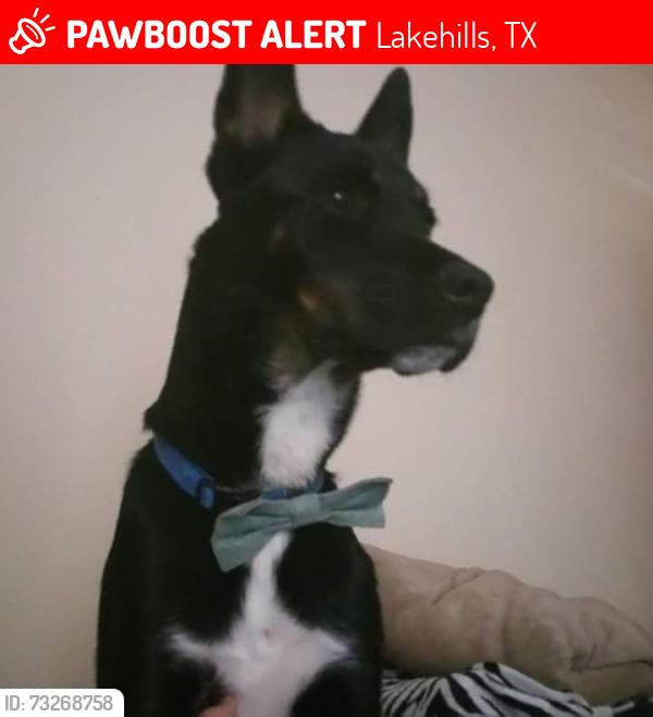Lost Male Dog last seen Neighborhood, Lakehills, TX 78063