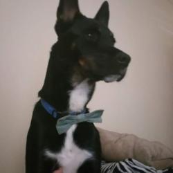 Lost Male Dog last seen Neighborhood, Lakehills, TX 78063