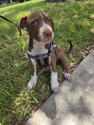 Found/Stray Male Dog last seen Spring Stuebner rd @ bridgestone, Spring, TX 77388