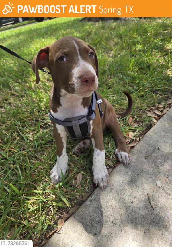 Found/Stray Male Dog last seen Spring Stuebner rd @ bridgestone, Spring, TX 77388