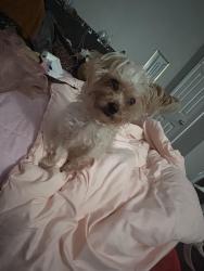 Lost Female Dog last seen Bladen, Wilmington, NC 28401