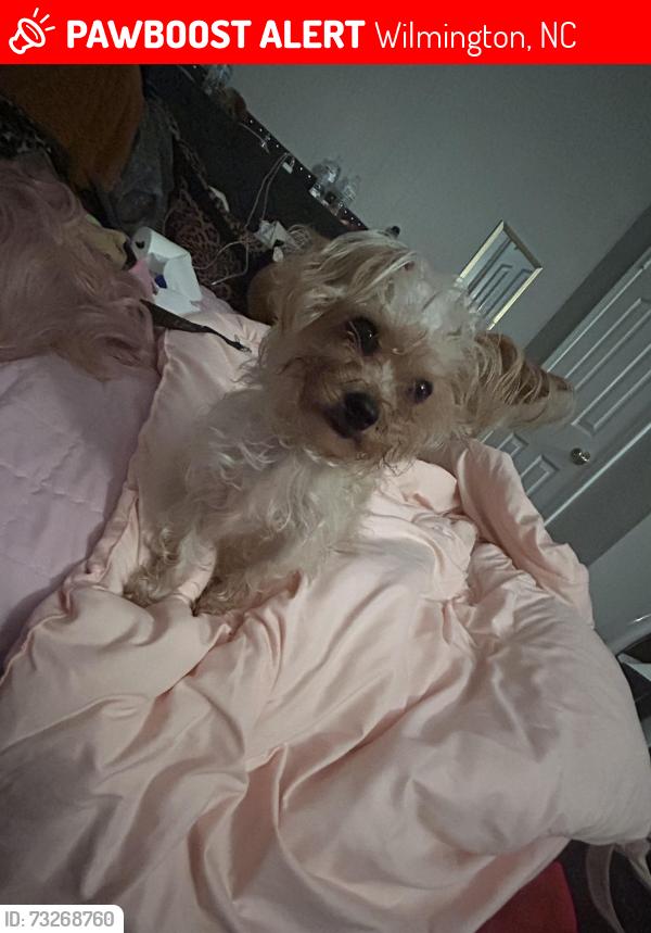 Lost Female Dog last seen Bladen, Wilmington, NC 28401