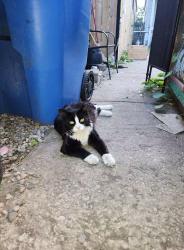 Reunited Male Cat last seen 63rd Western Chicago IL, Chicago, IL 60636