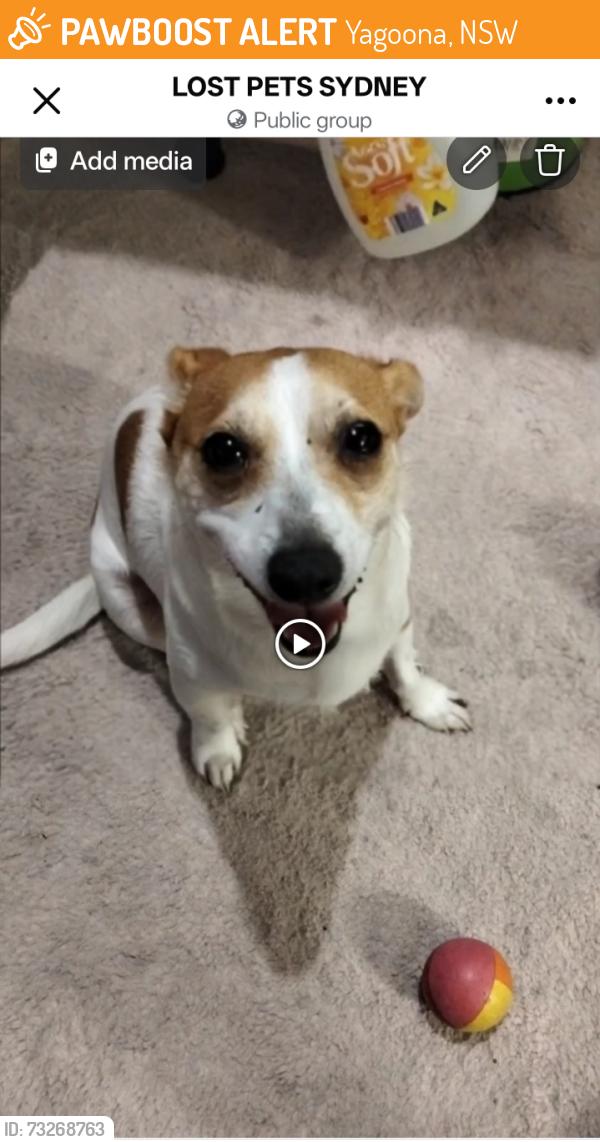 Found/Stray Male Dog last seen Yagoona, Yagoona, NSW 2199