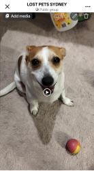 Found/Stray Male Dog last seen Yagoona, Yagoona, NSW 2199