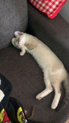 Reunited Male Cat last seen Near Catalina circle #296, Oceanside, CA 92056