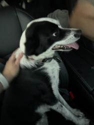 Reunited Female Dog last seen Old route 6 and 84 east in farmington, Farmington, CT 06032