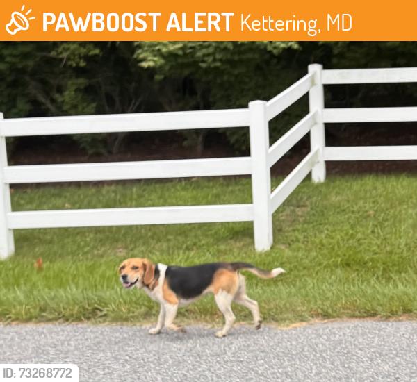 Found/Stray Unknown Dog last seen Church Road South, Jones Br Road, Kettering, MD 20721
