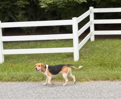 Found/Stray Unknown Dog last seen Church Road South, Jones Br Road, Kettering, MD 20721
