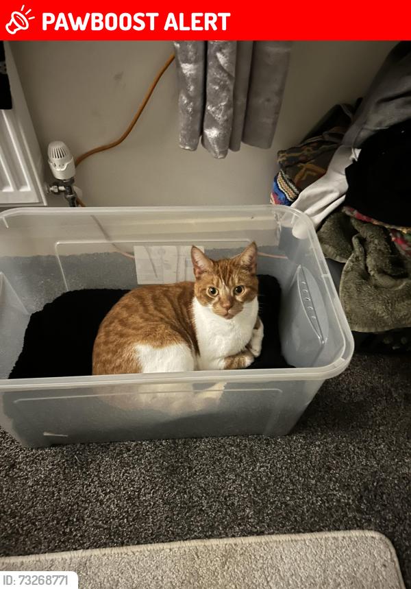 Lost Male Cat last seen 17 chamomile road, Shepshed, England LE12 9WR