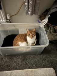 Lost Male Cat last seen 17 chamomile road, Shepshed, England LE12 9WR
