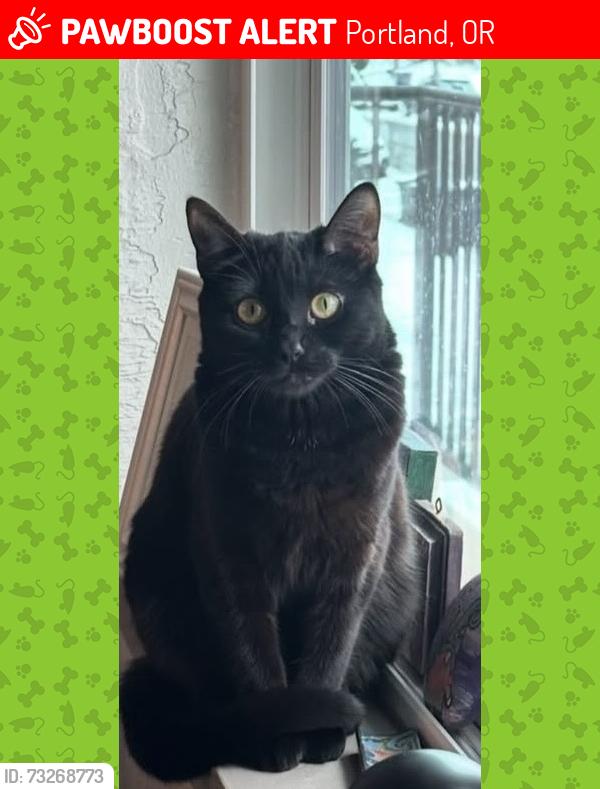 Lost Female Cat last seen Portland State university, Portland, OR 97201