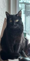 Lost Female Cat last seen Portland State university, Portland, OR 97201
