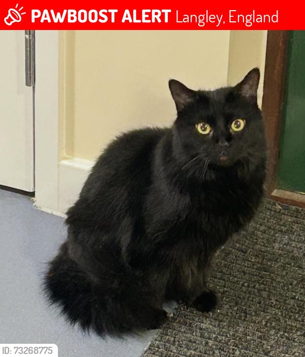 Lost Female Cat last seen Common Road, Langley, Langley, England 