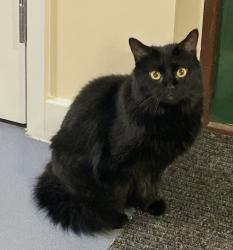 Lost Female Cat last seen Common Road, Langley, Langley, England 