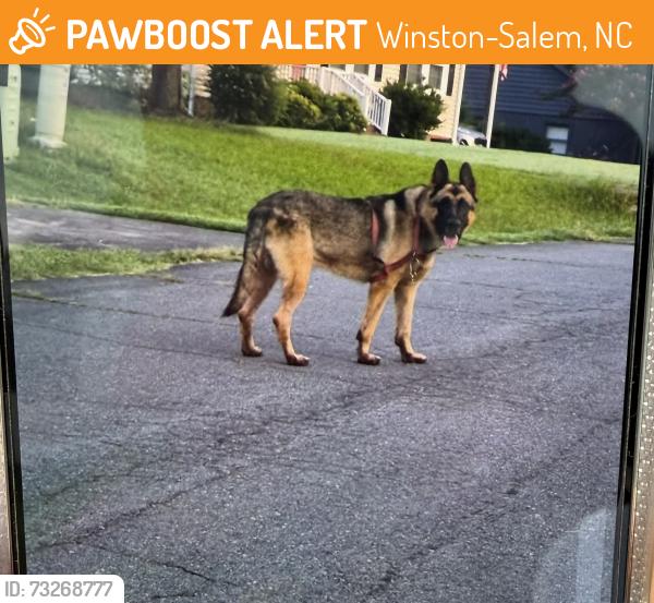 Found/Stray Male Dog last seen Sara lane and Jonestown road area, Winston-Salem, NC 27103