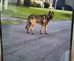 Found/Stray Male Dog last seen Sara lane and Jonestown road area, Winston-Salem, NC 27103