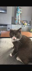Lost Male Cat last seen Snape hill lane, Derbyshire, England S18 2GL