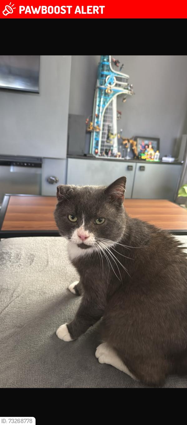 Lost Male Cat last seen Snape hill lane, Derbyshire, England S18 2GL