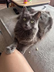 Lost Female Cat last seen 185th and heritage pkwy, Hillsboro, OR 97006