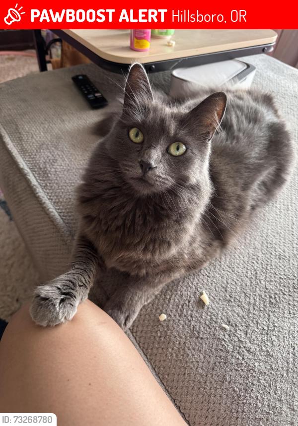 Lost Female Cat last seen 185th and heritage pkwy, Hillsboro, OR 97006