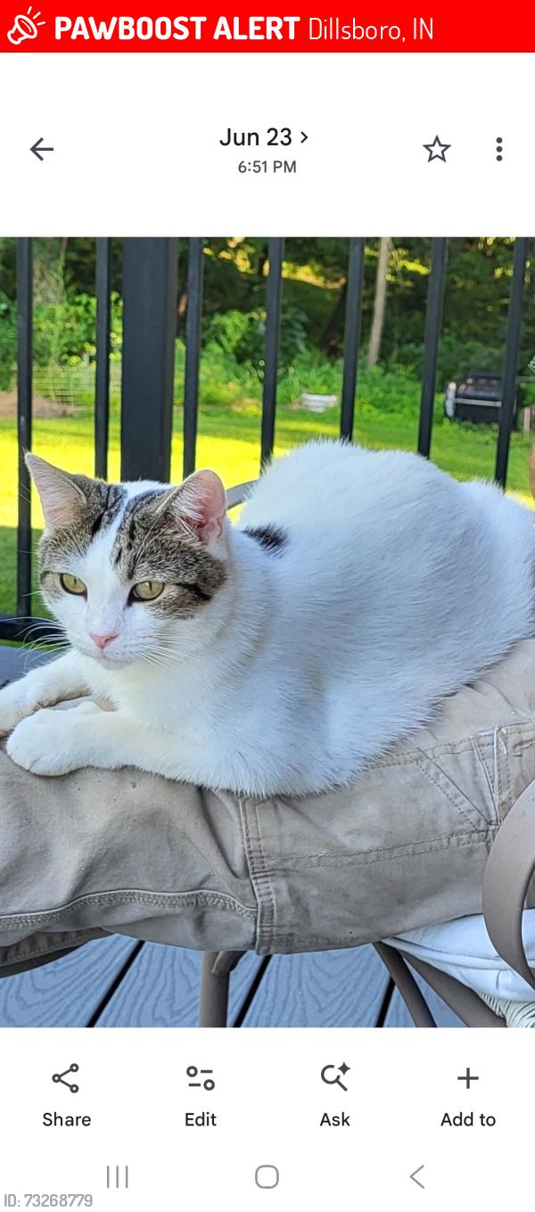 Lost Male Cat last seen Bear Branch Supply Aberdeen Road, Dillsboro, IN 47018