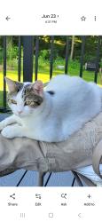 Lost Male Cat last seen Bear Branch Supply Aberdeen Road, Dillsboro, IN 47018