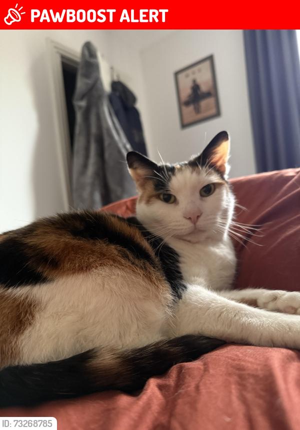 Lost Female Cat last seen Near Hollington old lane, Hastings, England TN38 9DS