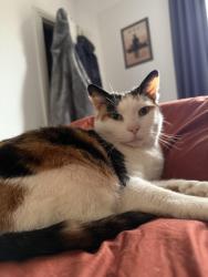 Lost Female Cat last seen Near Hollington old lane, Hastings, England TN38 9DS