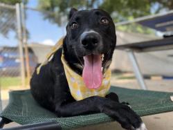 Shelter Stray Female Dog last seen CHARLOTTE, 8315 Byrum Dr, Charlotte, NC 28217, USA