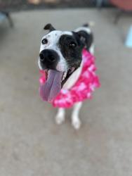 Shelter Stray Female Dog last seen CHARLOTTE, 8315 Byrum Dr, Charlotte, NC 28217, USA