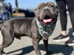 Shelter Stray Male Dog last seen CHARLOTTE, 8315 Byrum Dr, Charlotte, NC 28217, USA
