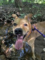 Shelter Stray Male Dog last seen CHARLOTTE, 8315 Byrum Dr, Charlotte, NC 28217, USA