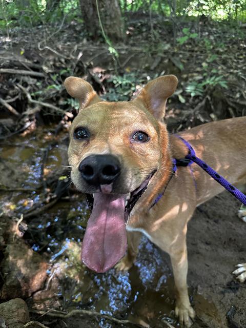 Shelter Stray Male Dog last seen CHARLOTTE, 8315 Byrum Dr, Charlotte, NC 28217, USA