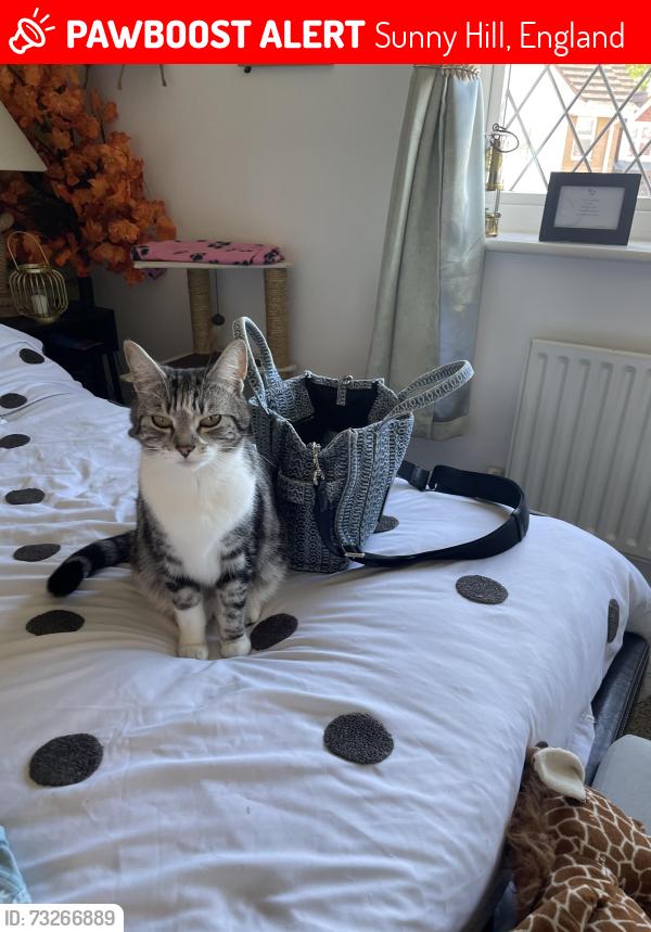Lost Female Cat last seen Sunnyhill Derby, Sunny Hill, England 