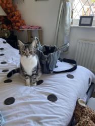 Lost Female Cat last seen Sunnyhill Derby, Sunny Hill, England 