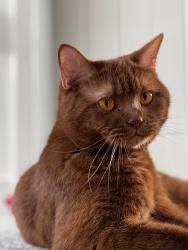 Lost Female Cat last seen Near Bossu Drive, Oadby, Oadby, England LE2 2GR