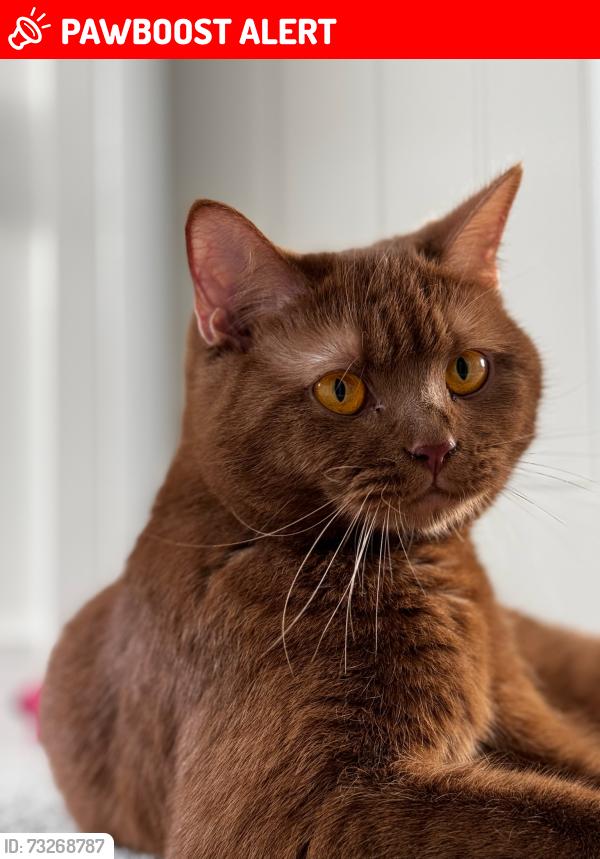 Lost Female Cat last seen Near Bossu Drive, Oadby, Oadby, England LE2 2GR
