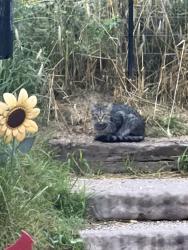 Found/Stray Unknown Cat last seen Lyndale and Chappell Ct, Appleton, WI 54914