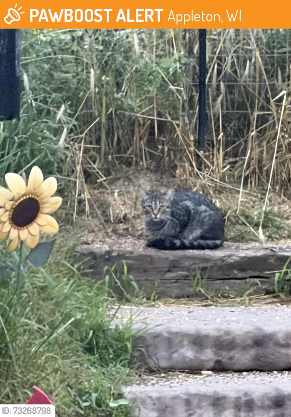 Found/Stray Unknown Cat last seen Lyndale and Chappell Ct, Appleton, WI 54914