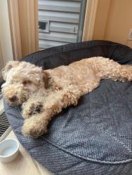 Reunited Male Dog last seen Murray Drive & Starview, Hillsborough Township, NJ 08844