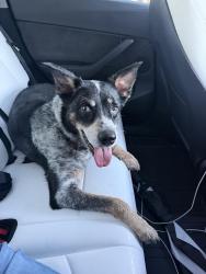 Reunited Female Dog last seen NW Emerson and Jupiter, Palm Bay, FL 32907