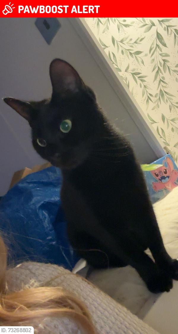 Lost Female Cat last seen Meadowview touring park, East Sussex, England 