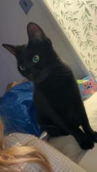 Lost Female Cat last seen Meadowview touring park, East Sussex, England 