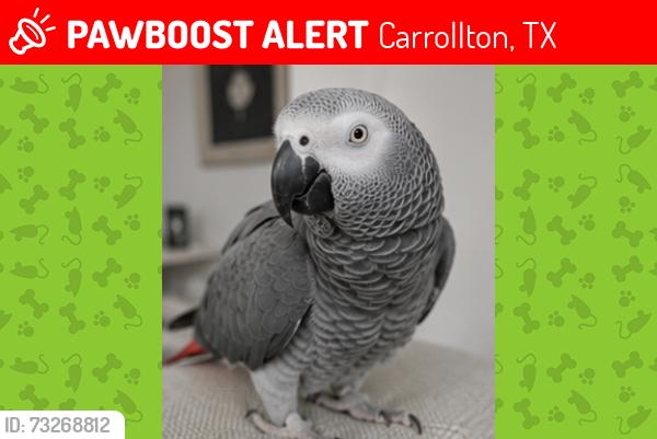 Lost Male Bird last seen Near Rhoton Park in Carrolton, Carrollton, TX 75011