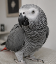 Lost Male Bird last seen Near Rhoton Park in Carrolton, Carrollton, TX 75011