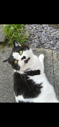 Lost Male Cat last seen Spar shop harrier road, Padgate, England WA2 0GT