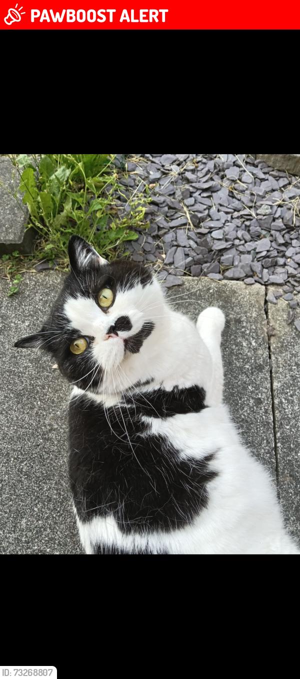 Lost Male Cat last seen Spar shop harrier road, Padgate, England WA2 0GT