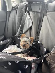 Reunited Female Dog last seen Bankfield and barlow, Loudoun County, VA 20197